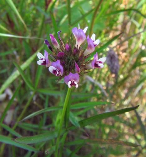 Trifolium willdenovii